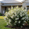 Sirius Boronia