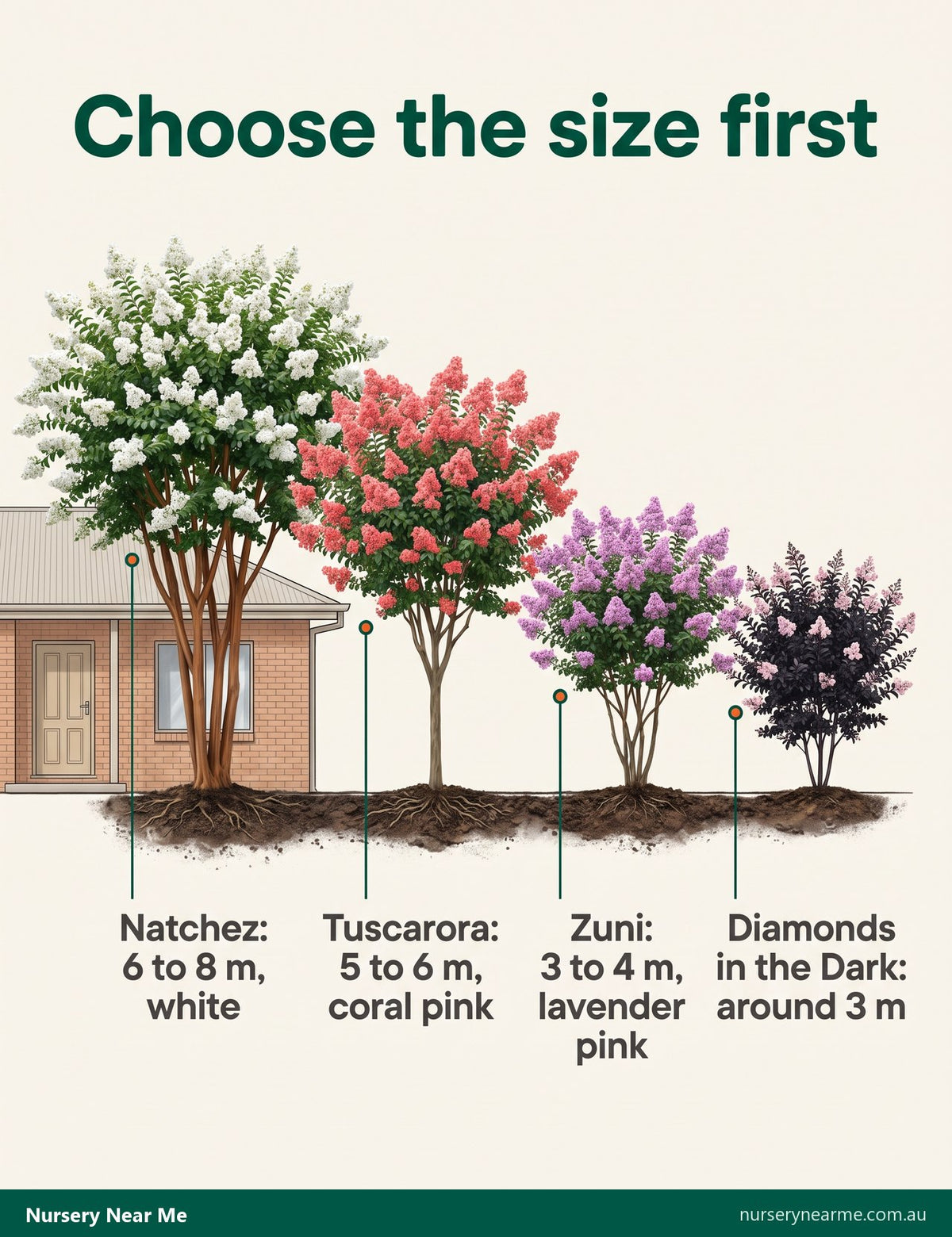 Size chart of four crepe myrtles beside a house, from 8 m Natchez down to 3 m Diamonds in the Dark