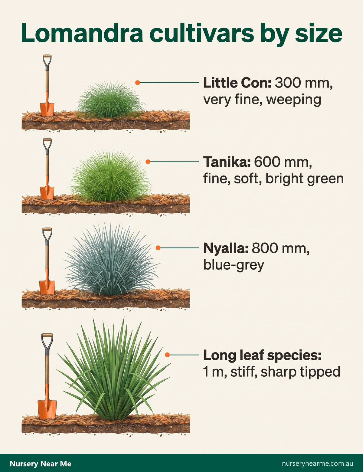 Size chart of four lomandra cultivars, from 300 mm Little Con to the 1 m long leaf species