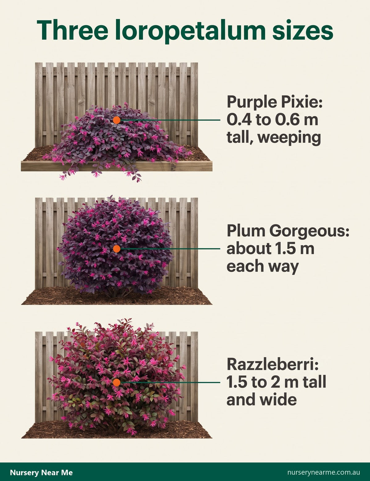 Size diagram of three loropetalum cultivars, Purple Pixie, Plum Gorgeous and Razzleberri, against a fence