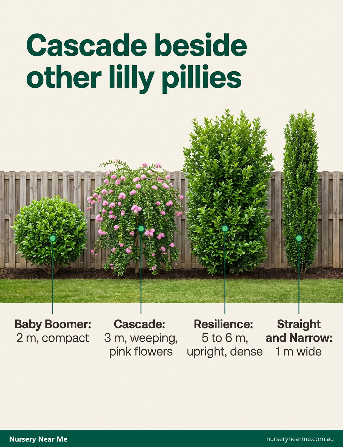 Size line-up of Baby Boomer, Cascade, Resilience and Straight and Narrow lilly pillies against a fence