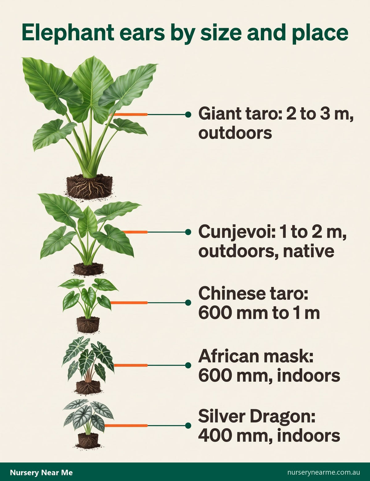 Size line-up of five elephant ears from 3 m giant taro down to 400 mm Silver Dragon