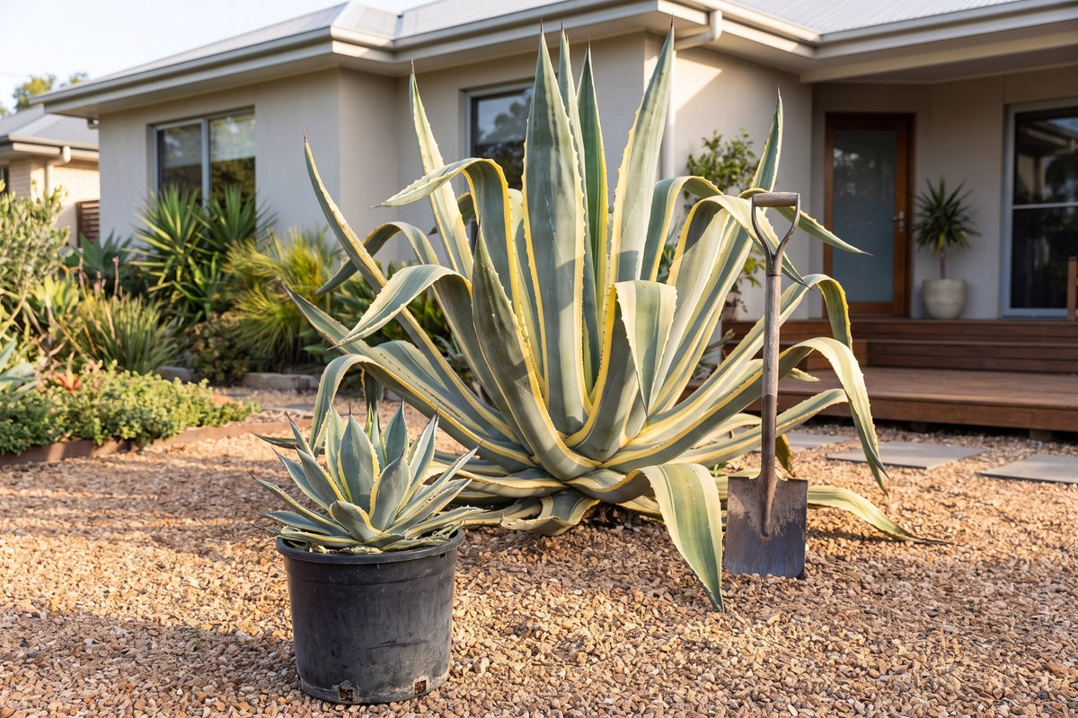 Small potted variegated agave in front of a mature 1.8 metre plant of the same variety
