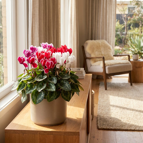 Smartiz Fantasia Cyclamen - Cyclamen persicum 'Smartiz Fantasia'