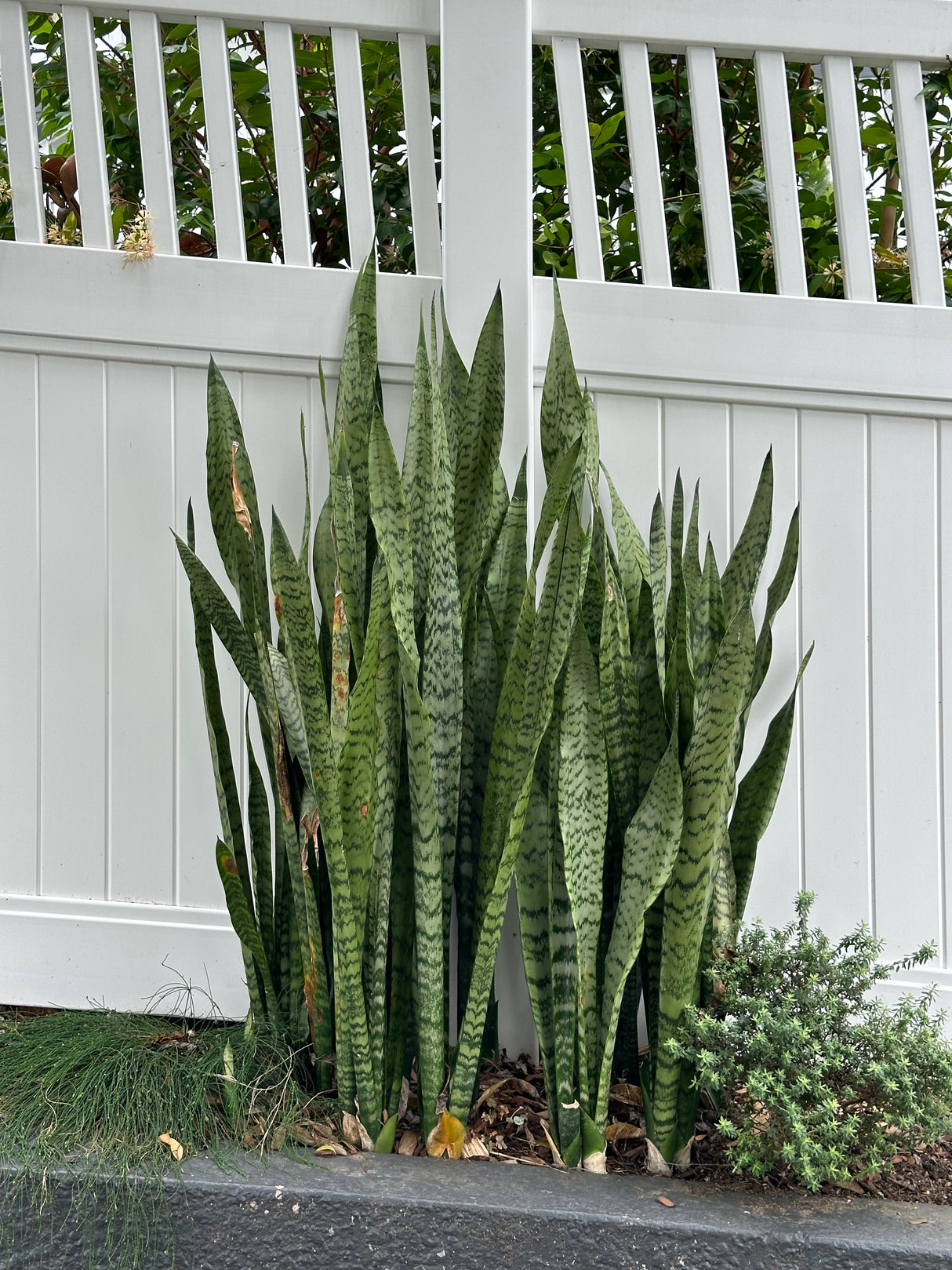 Laurentii Snake Plant - Sansevieria trifasciata 'Laurentii'