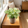 Snow White Arrowhead Plant