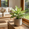 Snow White Chinese Evergreen