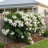 Snowbells Pandorea