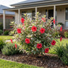 Snowflake Hibiscus