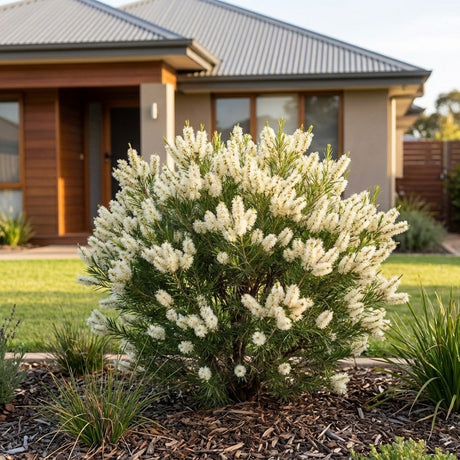 Snowflake Honey Myrtle
