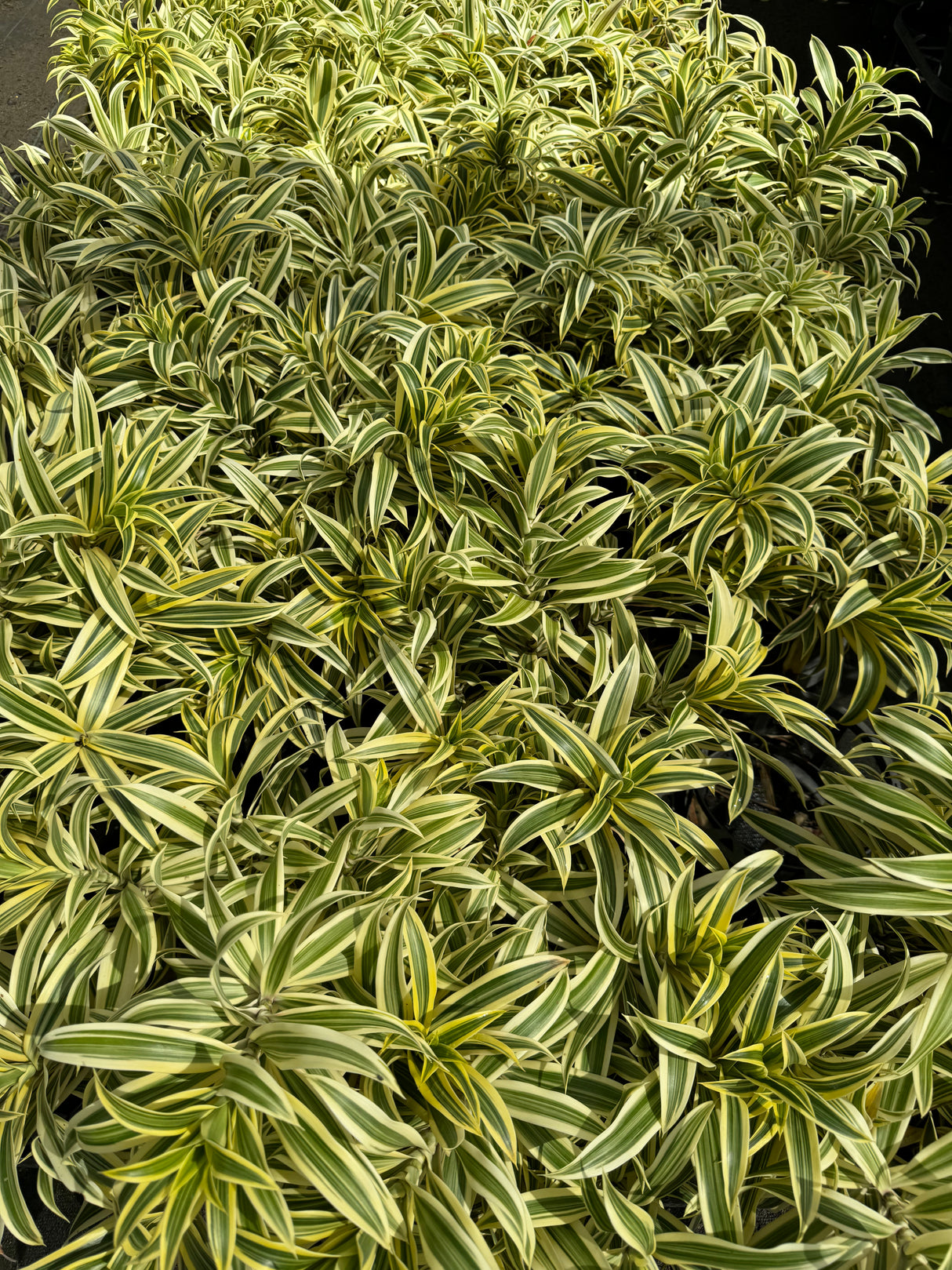 Song of India - Dracaena reflexa