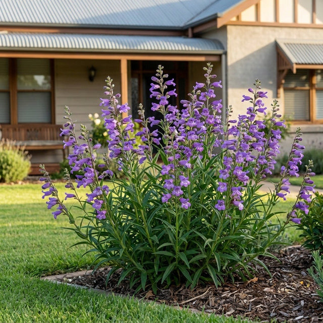 Sour Grapes Penstemon (Penstemon 'Sour Grapes') growing in a mulched garden bed in front of an Australian home