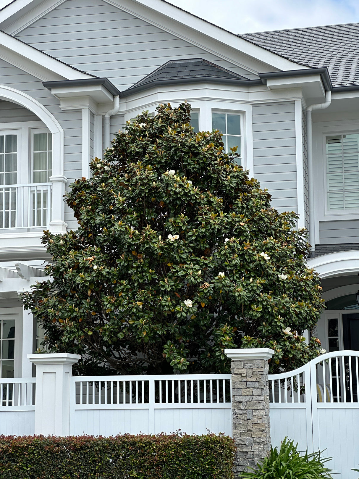 Teddy Bear Magnolia - Magnolia grandiflora 'Teddy Bear'