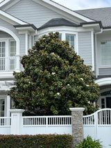 Teddy Bear Magnolia - Magnolia grandiflora 'Teddy Bear'