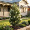 Space Saver™ Honey Myrtle
