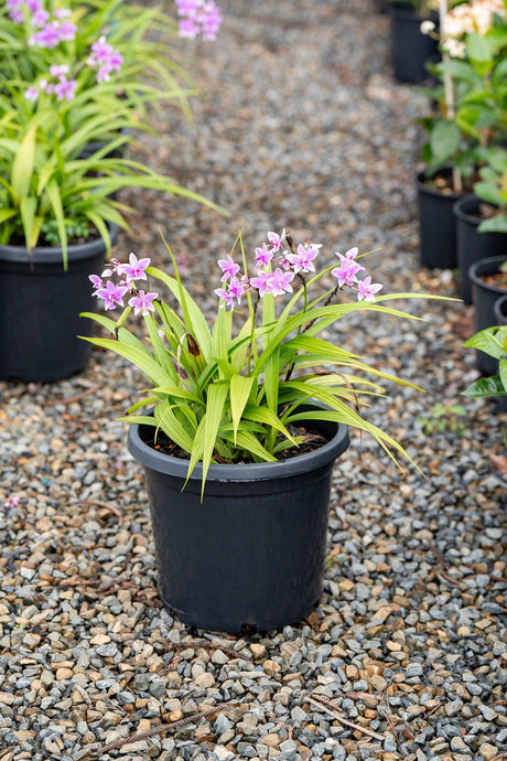 Pink Spathoglottis Orchid - Spathoglottis plicata - Brisbane Plant Nursery