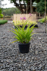 Pink Spathoglottis Orchid - Spathoglottis plicata - Brisbane Plant Nursery