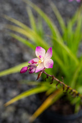 Pink Spathoglottis Orchid - Spathoglottis plicata - Brisbane Plant Nursery