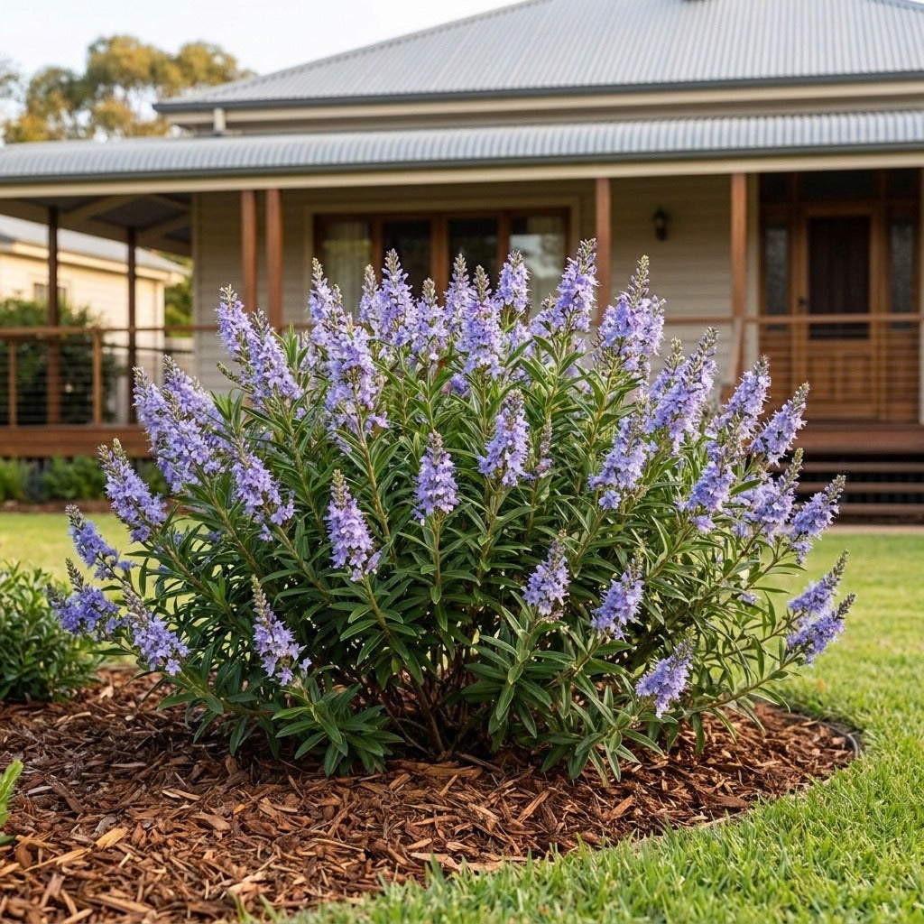 Speedwell Bush