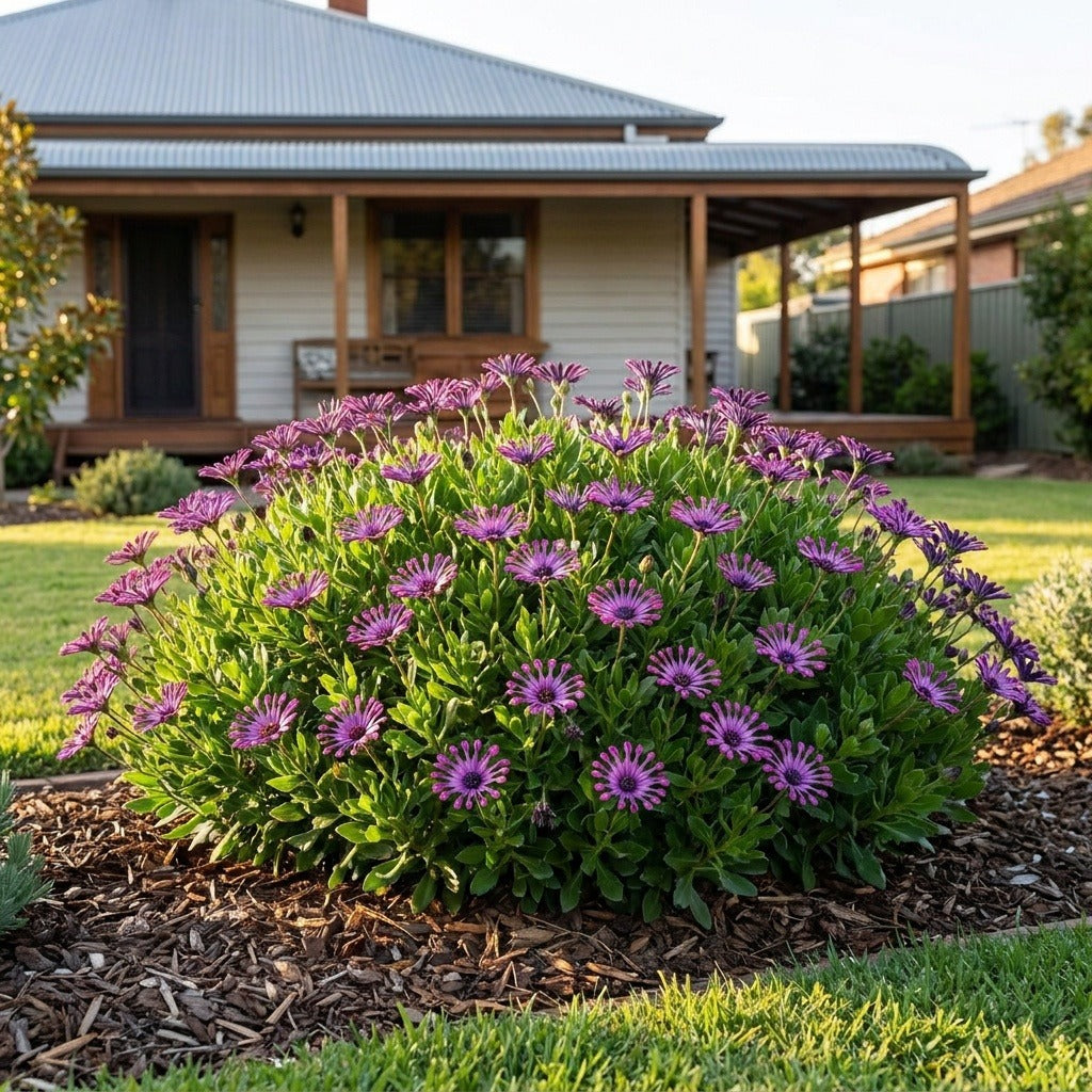 Spider Purple Cape Daisy (Osteospermum ecklonis 'Spider Purple') growing in a mulched garden bed in front of an Australian home