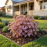 Splash Pink Polka Dot Plant