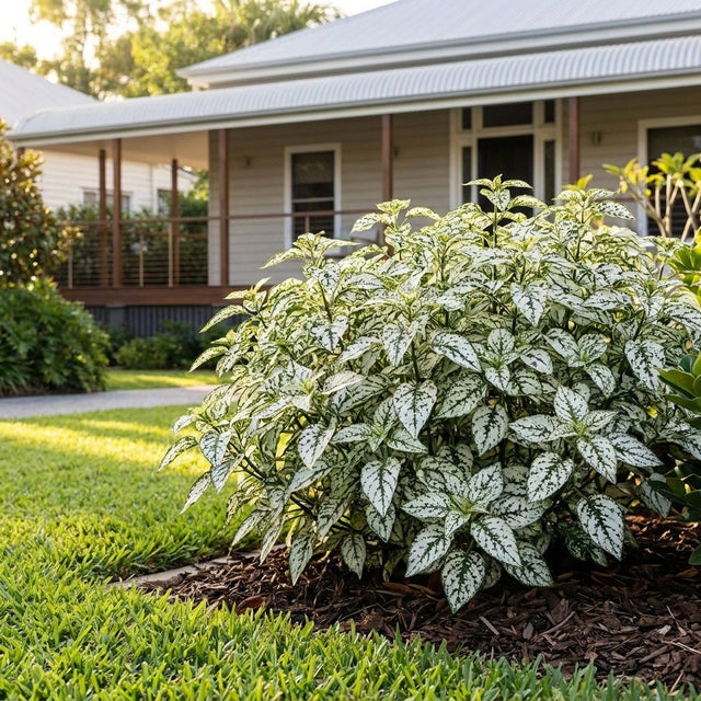 Polka Dot Plant (Hypoestes phyllostachya)