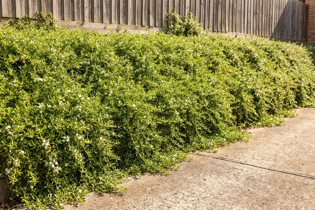 Steep sunny bank beside a driveway fully covered by creeping boobialla ground cover