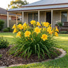 Stella D'Oro Daylily