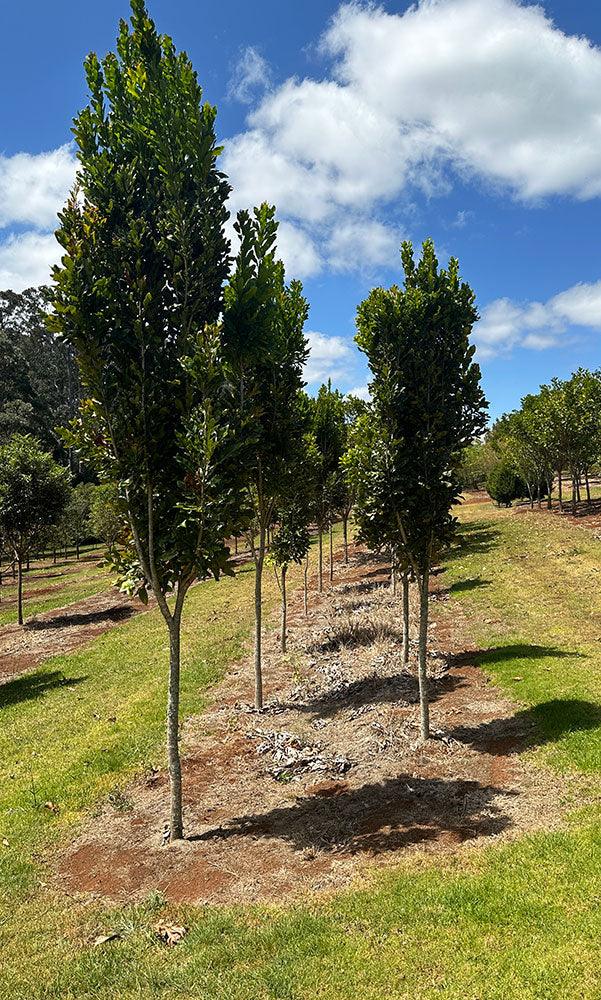 STENOCARPUS sinuatus (Firewheel Tree) - Ex Ground - Brisbane Plant Nursery