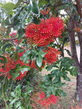 STENOCARPUS sinuatus (Firewheel Tree) - Ex Ground - Brisbane Plant Nursery