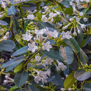 Madagascar Jasmine