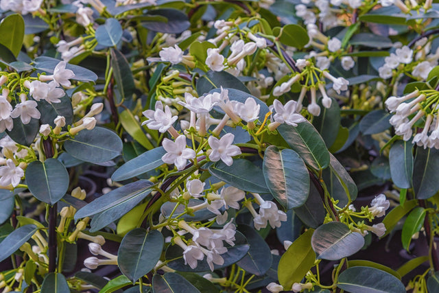 Madagascar Jasmine - Stephanotis floribunda - Brisbane Plant Nursery