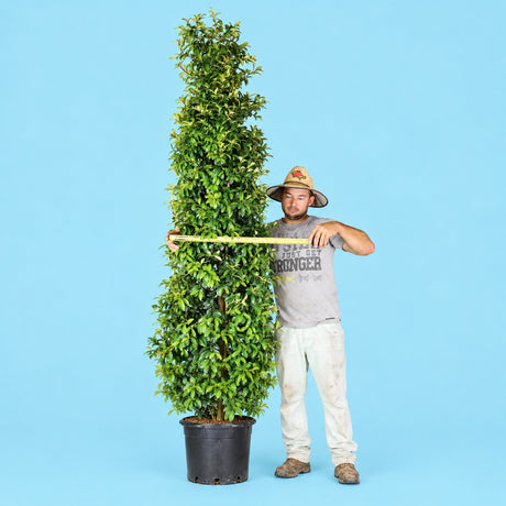 Straight and Narrow Lilly Pilly, Syzygium australe SAN01 PBR, in a pot with a tape measure across its narrow width