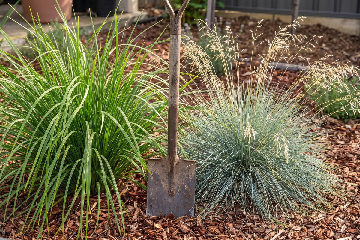 Strappy lomandra clump beside a fine blue-grey Poa tussock grass at the same scale