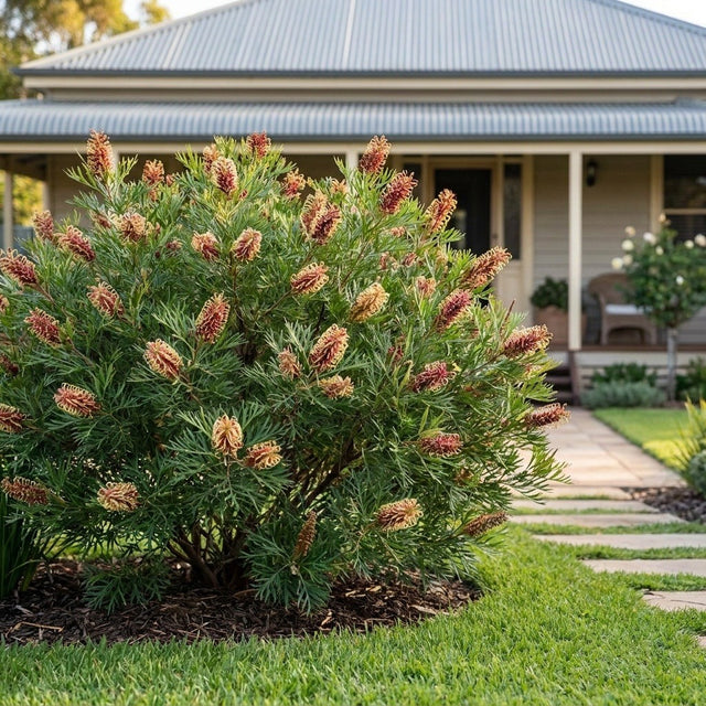 Strawberry Blonde Grevillea