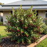 Strawberry Myrtle