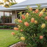 Strawberry Sundae Grevillea
