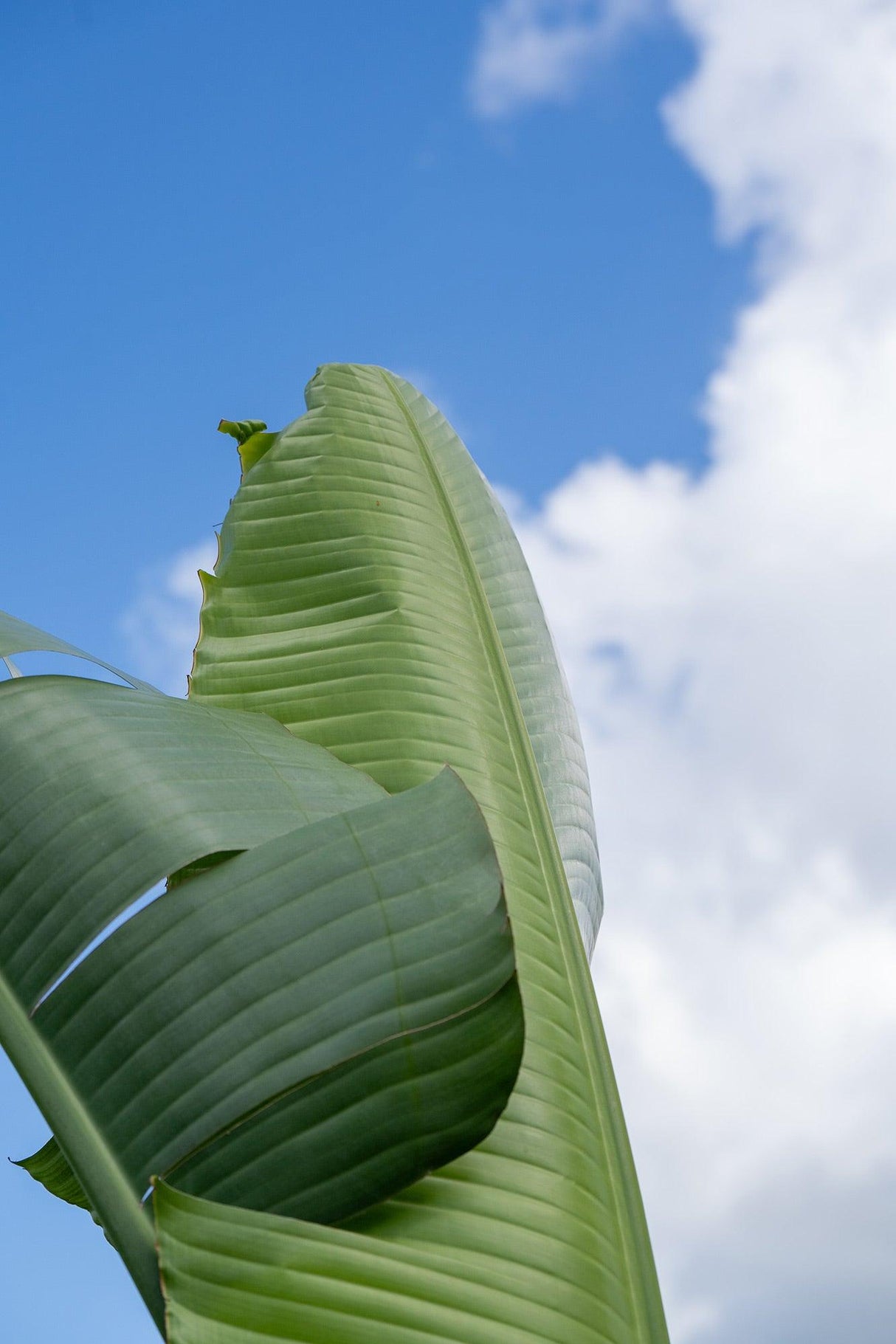 Giant White Bird of Paradise - Strelitzia Nicolai - Brisbane Plant Nursery