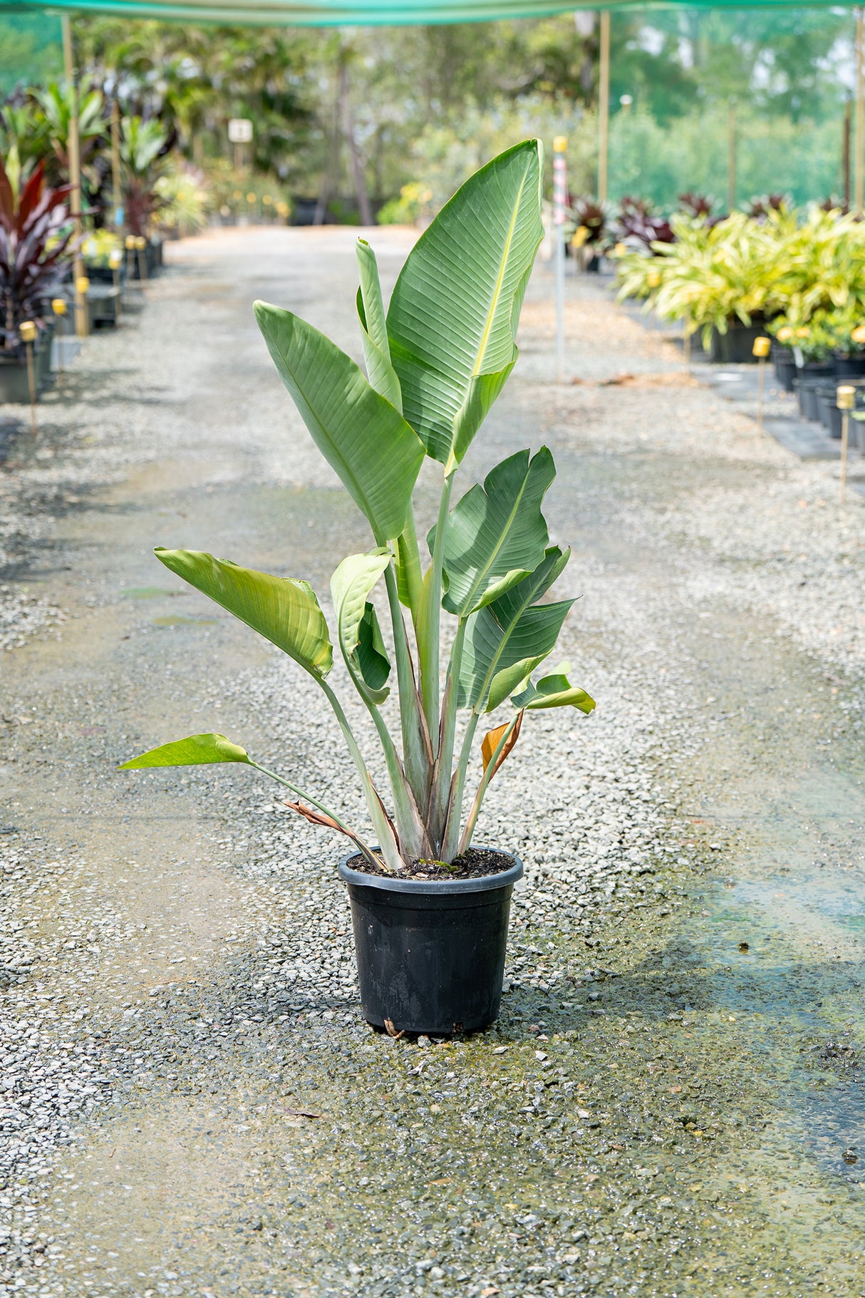 Giant White Bird of Paradise - Strelitzia Nicolai - Brisbane Plant Nursery