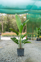 Giant White Bird of Paradise - Strelitzia Nicolai - Brisbane Plant Nursery