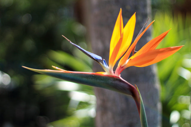 Juncea Bird of Paradise - Strelitzia parvifolia var. juncea - Brisbane Plant Nursery