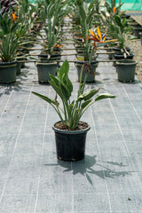 Bird of Paradise - Strelitzia reginae - Brisbane Plant Nursery