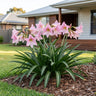 Stripe Leaf Amaryllis