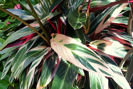 Triostar Prayer Plant - Stromanthe sanguinea Triostar - Brisbane Plant Nursery