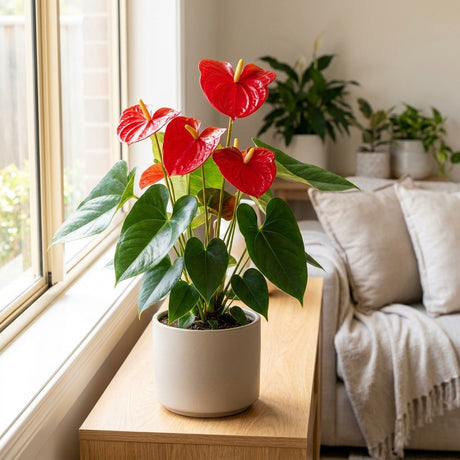 Anthurium (Anthurium andreanum)