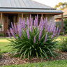 Summer Beauty Liriope