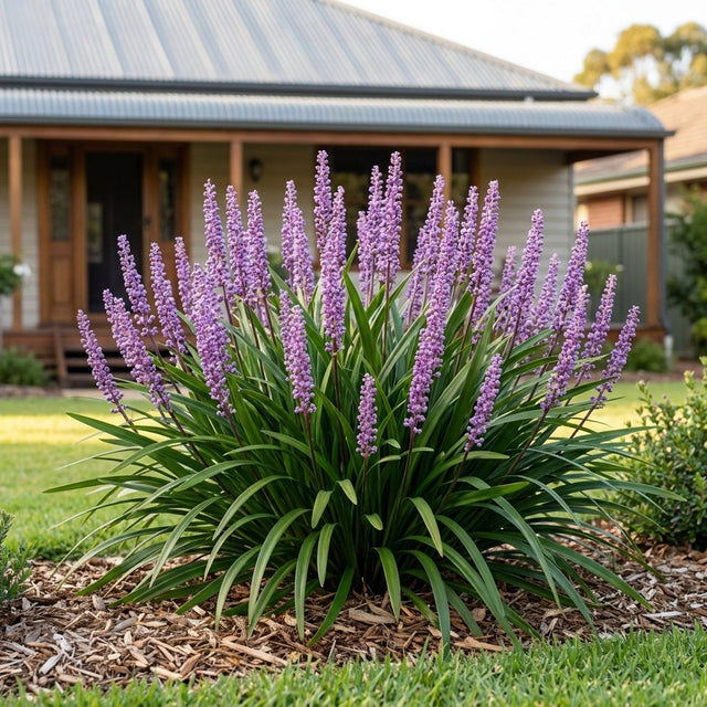 Liriope (Liriope muscari)