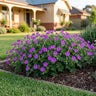 Summer Hammer™ Geranium