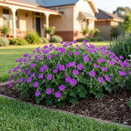 Summer Hammer Geranium (Geranium hybrid)