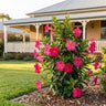Summerstar Pink Mandevilla